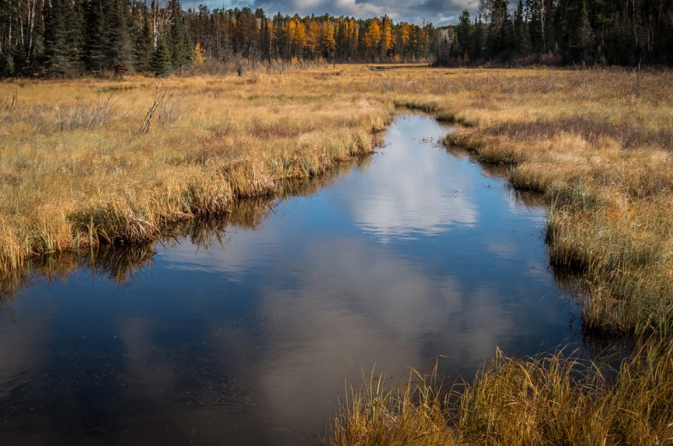 Fall Tamaracks