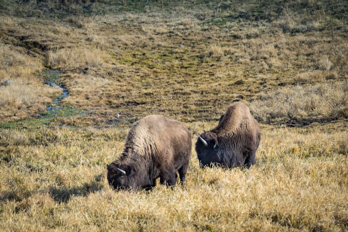 Bison grazing, Yellowstone National Park, Wyoming